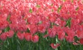 Tulip flowers is the best choice for Mother's Day Celebration Royalty Free Stock Photo