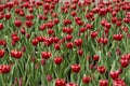 Tulip flowers