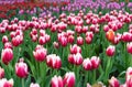 Tulip flowers blooming in the garden Royalty Free Stock Photo