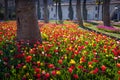 Tulip flowers blooming in Gulhane (Rosehouse) park.