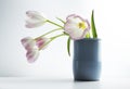 Tulip flowers in a blue vase isolated on a light background.