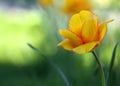 Tulip flowers boomed outdoor