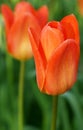 Tulip flowers boomed outdoor