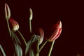 Tulip flowers bouquet on a dark scene