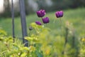 Tulip flowers