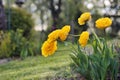 Tulip flowers at garden Royalty Free Stock Photo