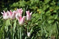 Bright sunny colorful tulips at garden