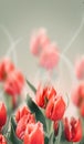 Tulip flowers bunch. Blooming Pink tulips flower background. Vertical Design of Tulips closeup. Holiday gift, bouquet, buds Royalty Free Stock Photo