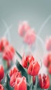 Tulip flowers bunch. Blooming Pink tulips flower background. Vertical Design of Tulips closeup