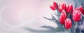 Tulip flowers bunch. Blooming Pink tulips flower background. Wide screen design of Tulip border closeup Royalty Free Stock Photo