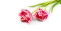 Tulip flowers bunch. Blooming Pink tulips flower isolated on white background. Couple tulips closeup. Holiday gift, bouquet, buds Royalty Free Stock Photo