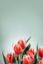 Tulip flowers bunch. Blooming red tulips flower background. Vertical Design of Tulips closeup, over green background Royalty Free Stock Photo