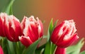 Tulip flowers bunch. Blooming red tulips flower on colourful background, closeup Royalty Free Stock Photo
