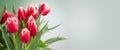 Tulip flowers bunch. Blooming red with white tulips flower border on pastel green background Royalty Free Stock Photo