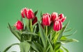 Tulip flowers bunch. Blooming red with white tulips flower on green background Royalty Free Stock Photo