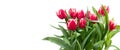 Tulip flowers bunch. Blooming red with white tulips flower isolated on white background. Royalty Free Stock Photo