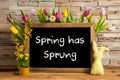 Tulip Flowers, Bunny, Brick Wall, Blackboard, Text Spring Has Sprung Royalty Free Stock Photo