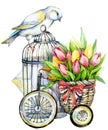 Tulip Flowers, canary bird and decorative birdcage. watercolor Royalty Free Stock Photo