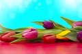 Tulip flowers close up Royalty Free Stock Photo
