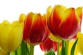 Tulip flowers Royalty Free Stock Photo