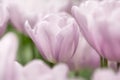Tulip flowers close-up