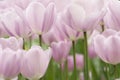 Tulip flowers close-up Royalty Free Stock Photo