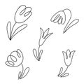 Tulip flowers collection. Doodle style vector line illustration isolated on white background.