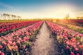 Tulip flowers field farm in spring landscape at sunset Royalty Free Stock Photo