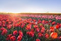 Tulip flowers field farm in spring landscape at sunset Royalty Free Stock Photo