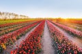 Tulip flowers field farm in spring landscape at sunset Royalty Free Stock Photo