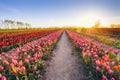 Tulip flowers field farm in spring landscape at sunset Royalty Free Stock Photo