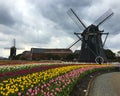 Tulip flowers field in front of a windmill Royalty Free Stock Photo