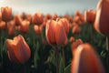 Tulip flowers on the field Professional color grading. Soft shadows. Clean sharp focus
