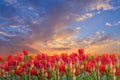 Red yellow flowers  tulip field dramatic cloudy sunset sky nature landscape Royalty Free Stock Photo