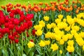 Tulip flowers field, red, yellow and orange, Keukenhof garden, N Royalty Free Stock Photo