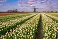 Tulip Flowers Field and Windmill