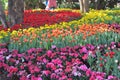 Tulip flowers garden Royalty Free Stock Photo