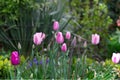 Tulip flowers in garden with bright colors Royalty Free Stock Photo