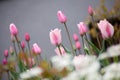 Tulip flowers in garden with bright colors Royalty Free Stock Photo