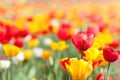 Tulip flowers in garden with bright colors Royalty Free Stock Photo