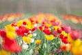 Tulip flowers in garden with bright colors Royalty Free Stock Photo