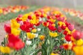 Tulip flowers in garden with bright colors Royalty Free Stock Photo