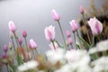 Tulip flowers in garden with bright colors Royalty Free Stock Photo