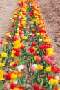 Tulip flowers in garden with bright colors Royalty Free Stock Photo