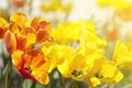 Tulip flowers in garden with bright colors in yellow and red Royalty Free Stock Photo