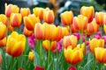 Tulip flowers in garden . Orange and pink color