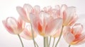 Tulip Flowers Glass Plastic Texture Super Detail Studio Lighting K. Generative AI