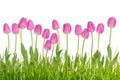 Tulip flowers with grass Royalty Free Stock Photo