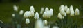 Tulip flowers growing in a garden or field outdoors. Closeup of a beautiful bunch of flowering plants with white petals