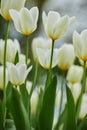 Tulip flowers growing in a garden or field outdoors. Closeup of a beautiful bunch of flowering plants with white petals